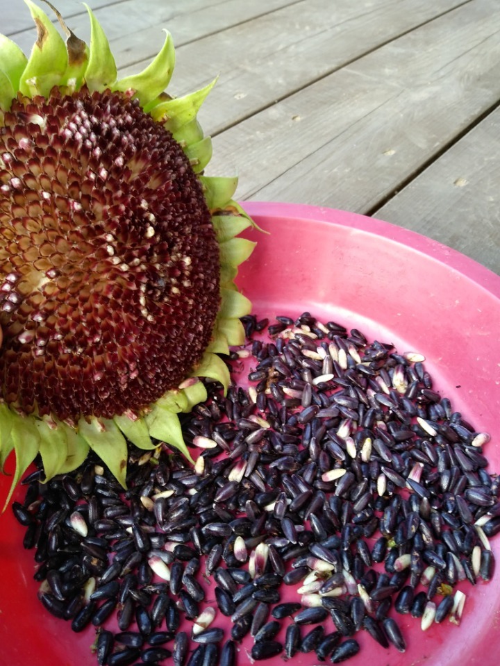 990B99395BA2D0E025 (1).jpeg