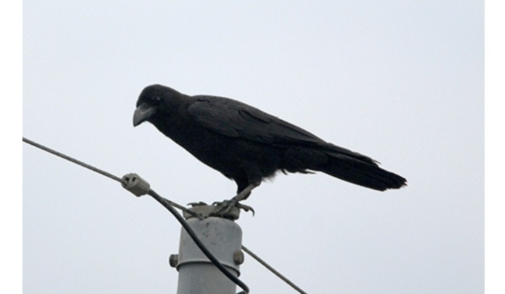 706a9c3162465c4b6c6b132b03358e9847c0286f (1).jpeg